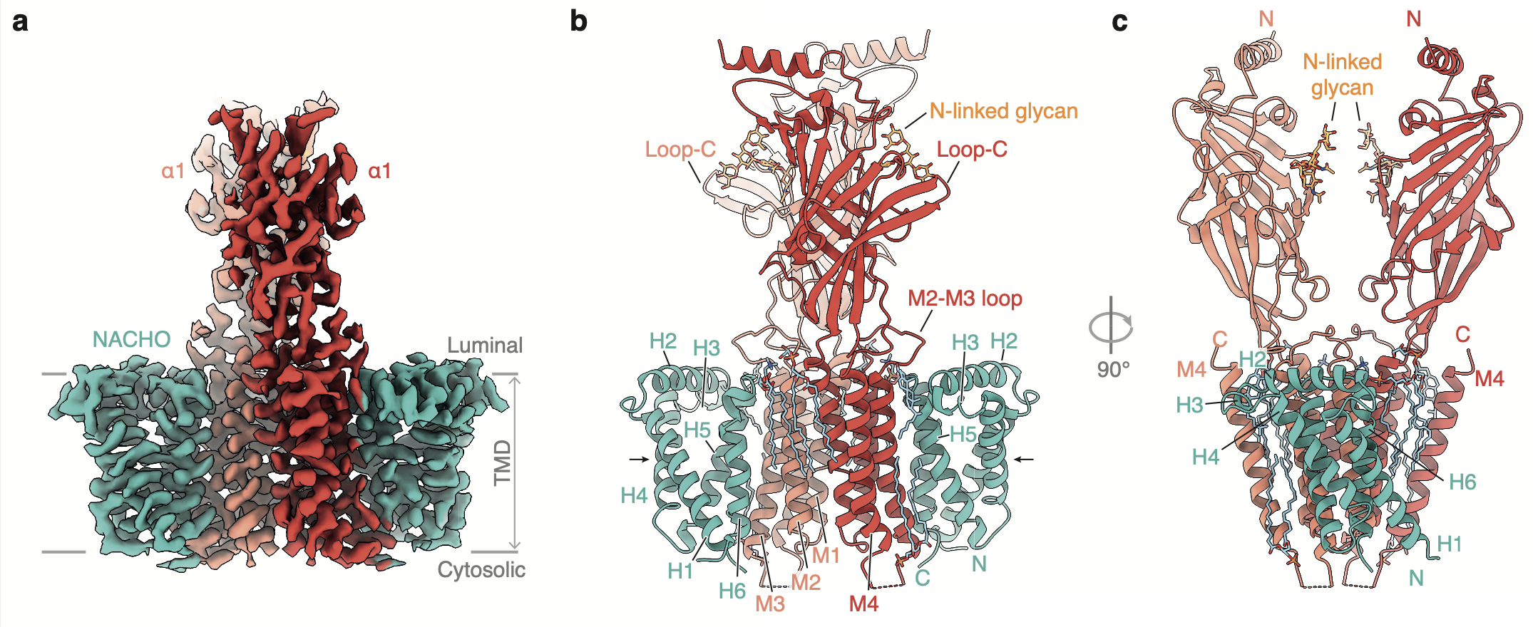 Cryo-EM structure of the GABAA receptor α1 subunit complexed with the assembly factor NACHO.
